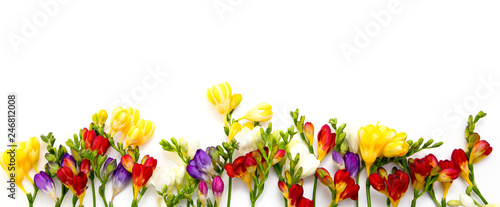 Spring background. Beautiful spring freesia flowers on a white background. Place for text, close-up. Romantic background for spring holidays. photo