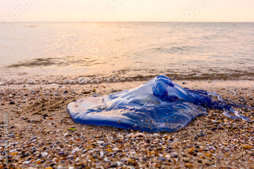  Big, blue, dead, jellyfish in shallow sea water