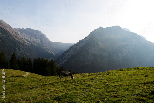 Allg  uer Alpen - Blick vom Walmendinger Horn 
