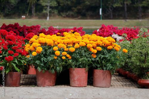   Marigold selling in Vietnam market