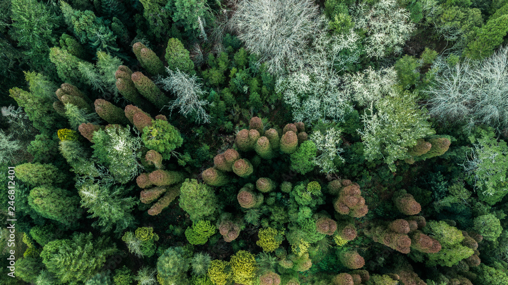 Aerial top down view of autumn forest with green and orange trees in Madeira island Portugal Aerial top down view of autumn forest with green and orange trees in Madeira island Portugal