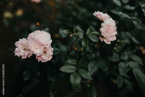 Rosen, Rosenbusch, Rosenbaum, Rose, romantisch, rosa, Roses, green, beauty, beautiful photo