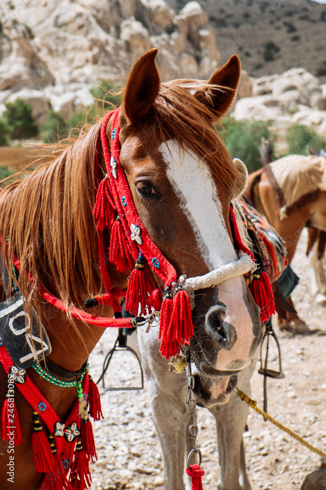 Jordanian beautiful horse rests near oasis. ancient city of Petra, Jordan. Wadi Rum