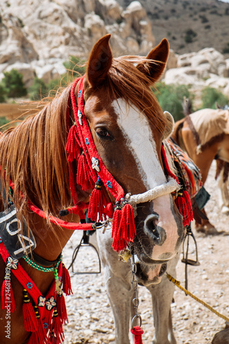Jordanian beautiful horse rests near oasis. ancient city of Petra, Jordan. Wadi Rum © matilda553