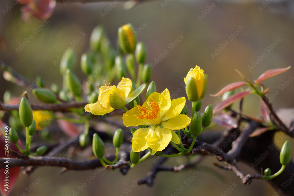 Hoa Mai tree (Ochna Integerrima) flower, traditional lunar new year in Vietnam
