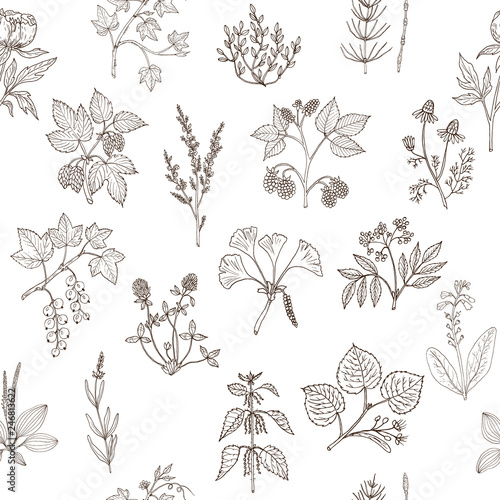 Seamless pattern with hand drawn medicinal plants