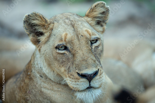 A portrait of a mature healthy lioness