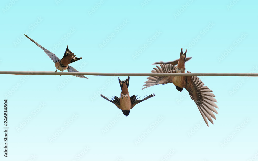 Swallows on the wire with blue sky background Swallows on the wire with blue sky background