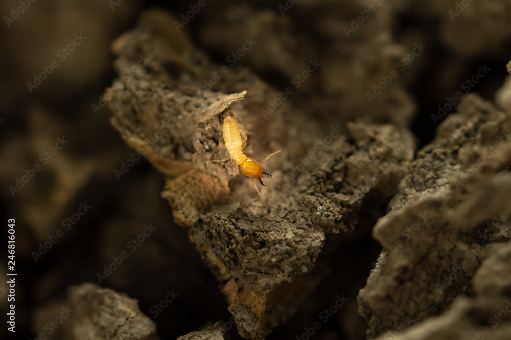  close up of termite