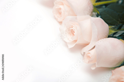 Cream roses. A bouquet of delicate roses on a white background. Place for text, close-up. Romantic background for spring holidays.