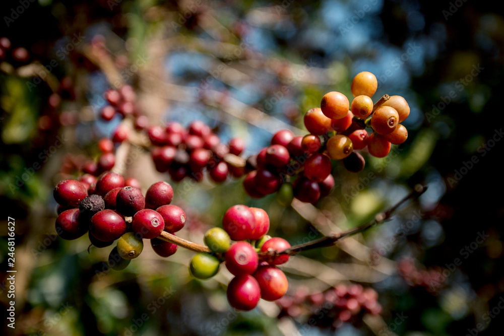 clost up fresh arabica coffee seed in high mountain coffee plantation thailand clost up fresh arabica coffee seed in high mountain coffee plantation thailand