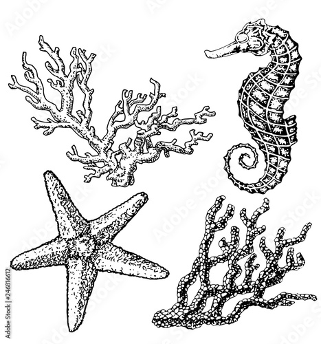 Graphic coral reef with sea horse, sea star, starfish, seaweed, corals, under sea theme, set of elements for marine design, sea collection, hand drawn illustration on white background