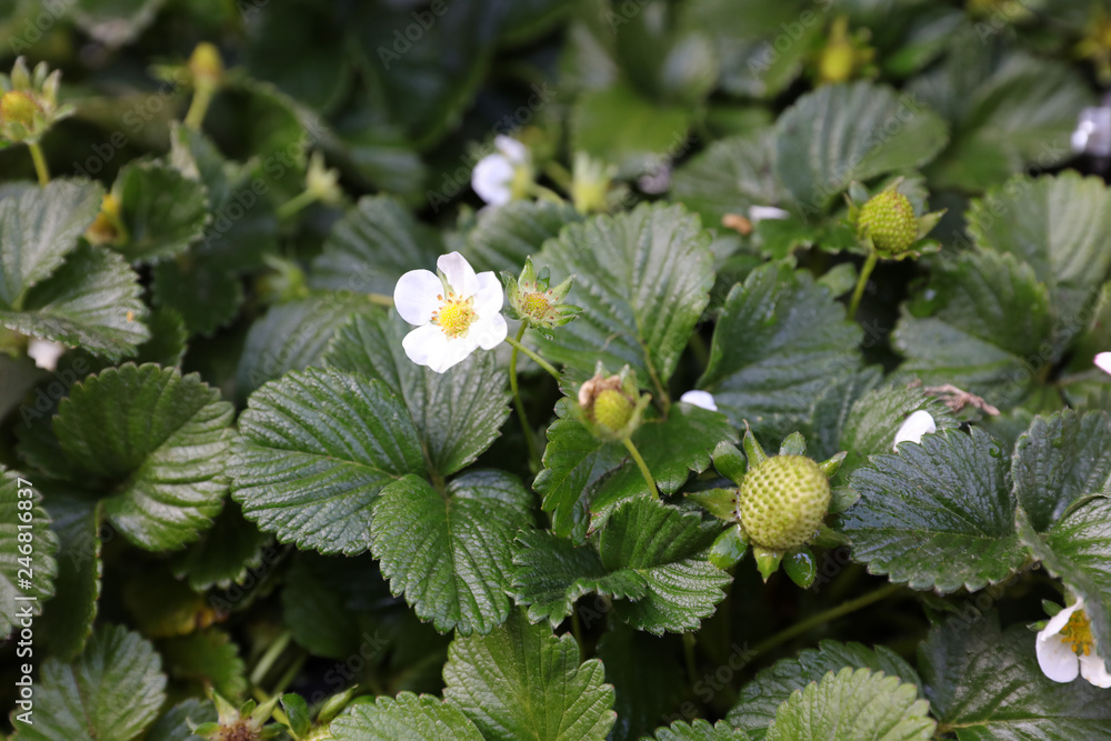 Flower bed with flowering strawberry bushes in the garden. Flower bed with flowering strawberry bushes in the garden.