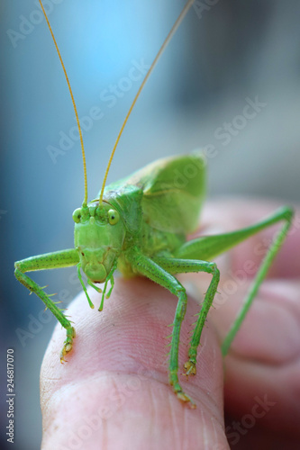 close-up green locust on a finger with big eyes