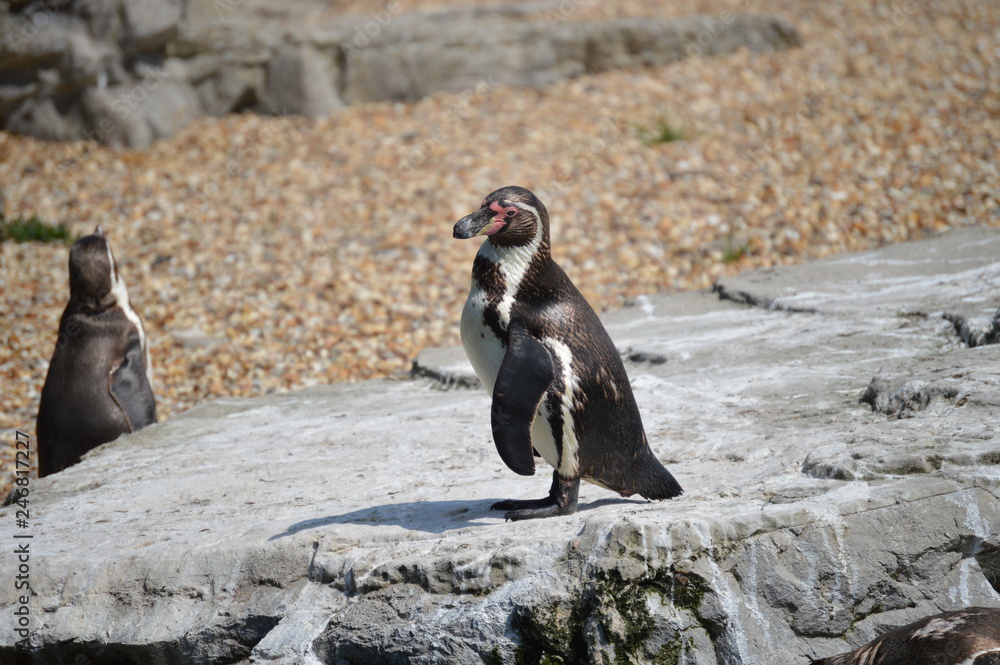 Fototapeta premium penguin standing