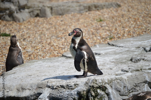 penguin standing