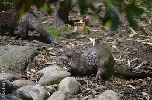 otter out of water