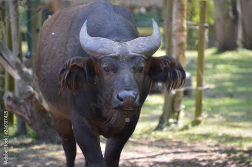 bison close up