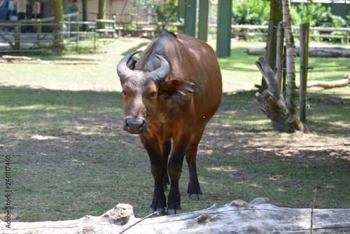 bison