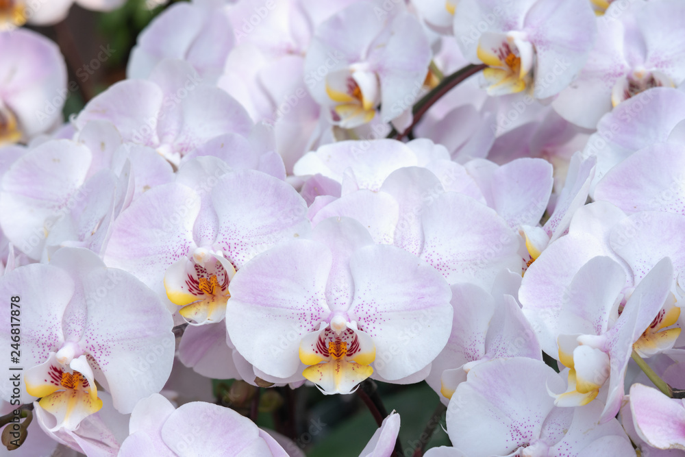 Obraz premium Branch with beautiful tropical pink orchid flowers.