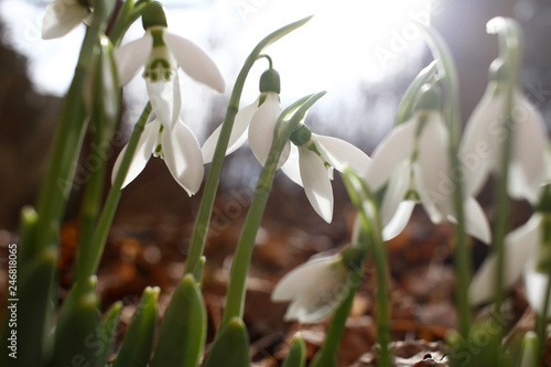 Wallpaper Mural Snowdrop spring flowers. Snowdrops with morning light. Snowdrop flower background texture. Floral pattern. Flowers wallpaper. White snowdrop. Galanthus nivalis in the garden. Copy space for your text. Torontodigital.ca