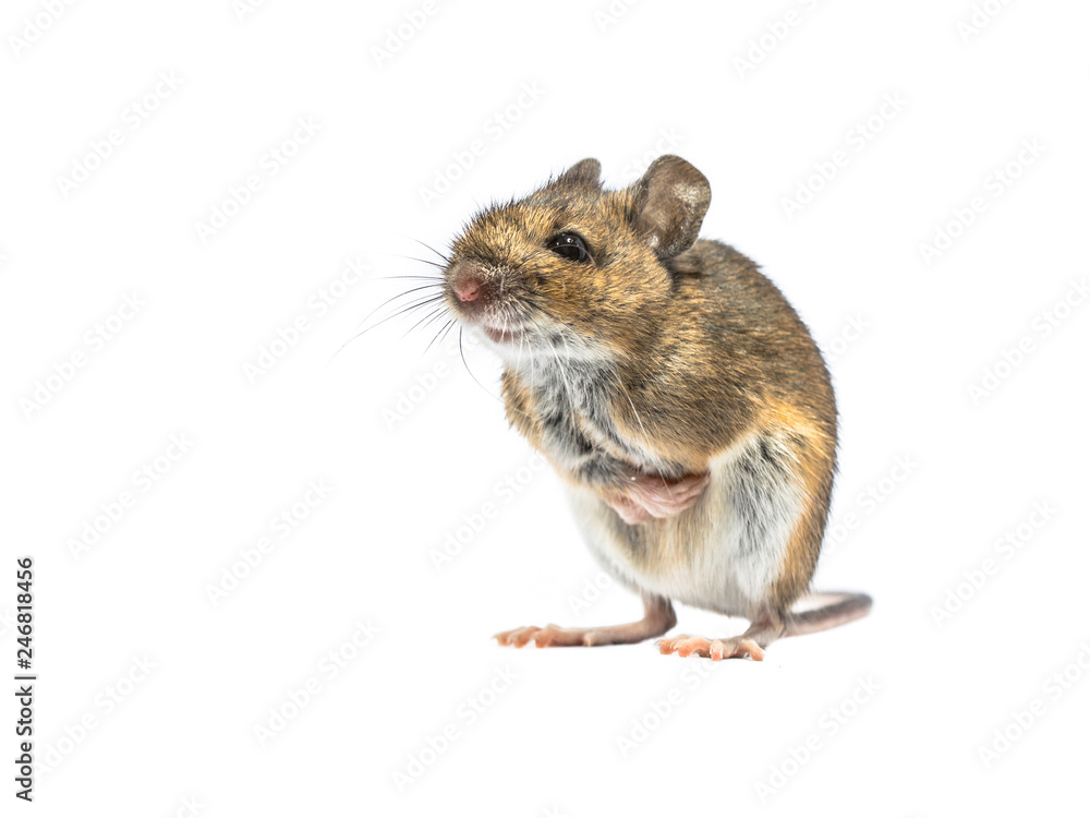 Shivering mouse isolated on white background Shivering mouse isolated on white background