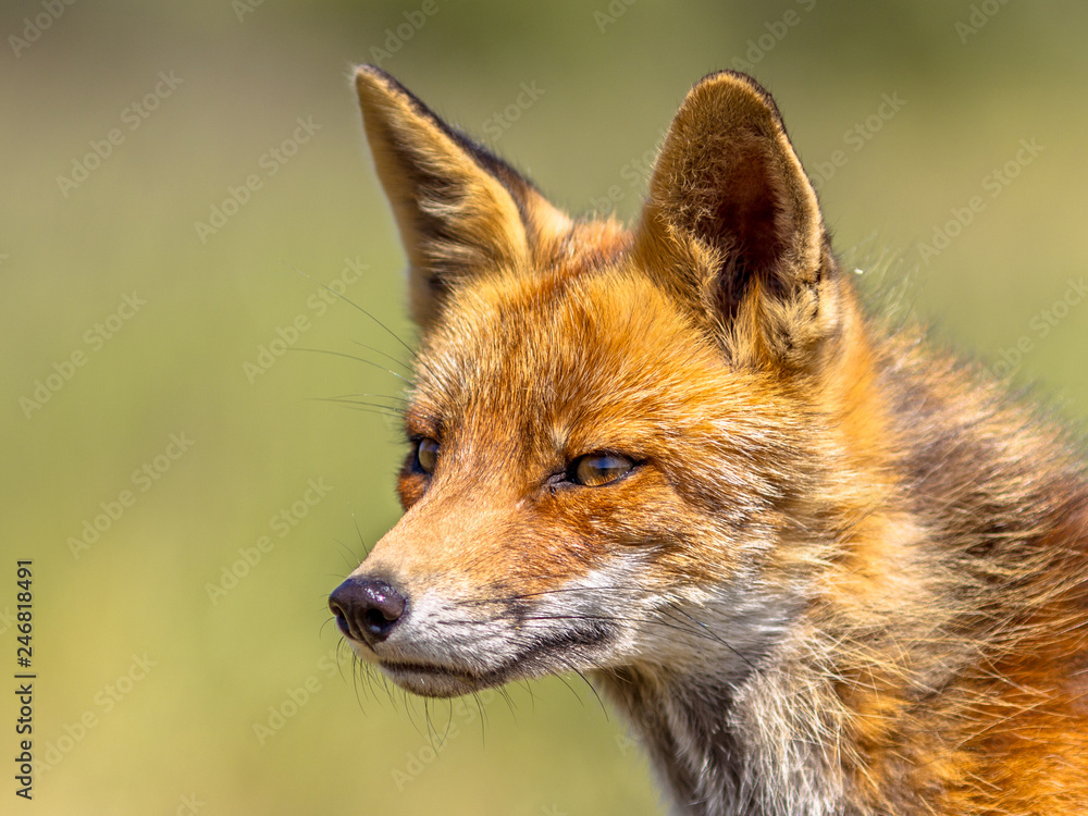 Red Fox portrait sideview
