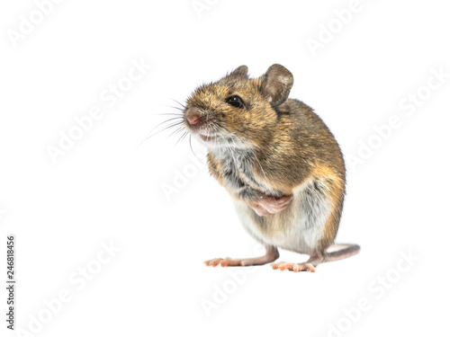 Shivering mouse isolated on white background © creativenature.nl