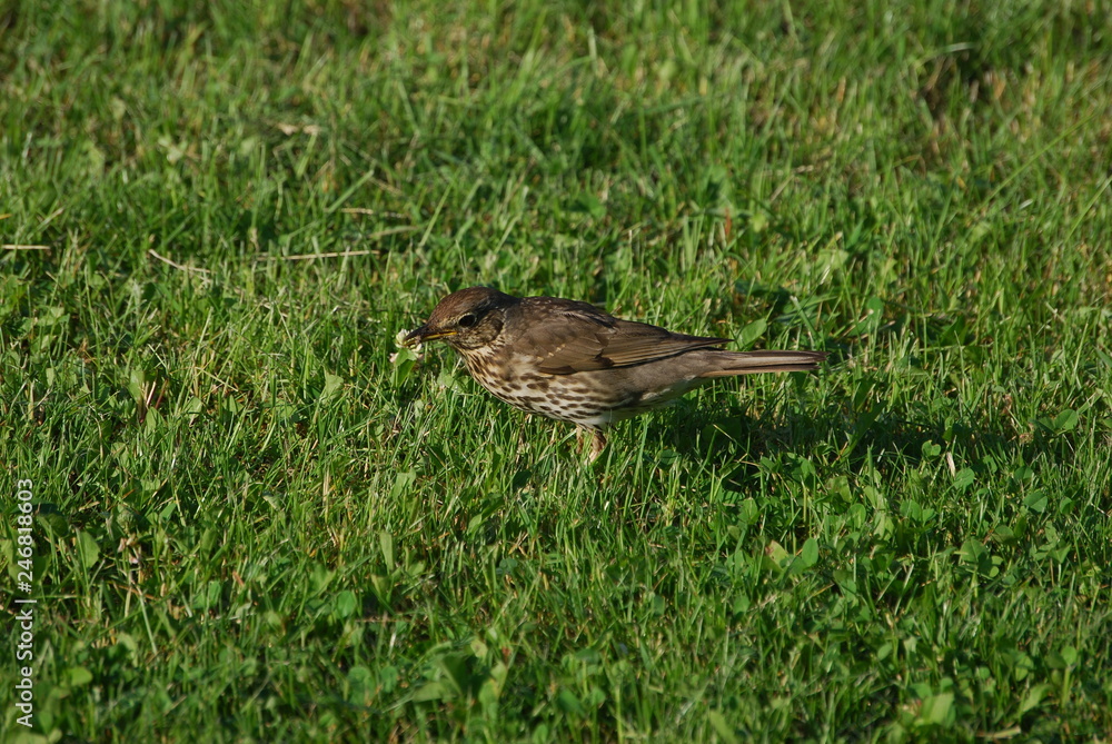 Obraz premium Drozd spiewak