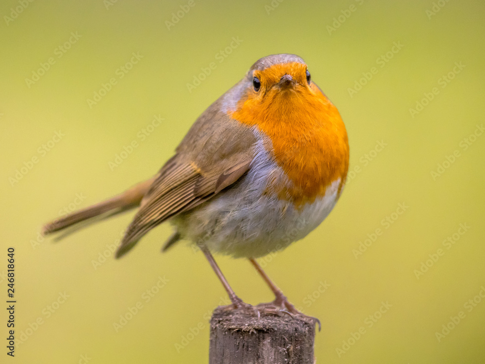 Red Robin on spring background Red Robin on spring background