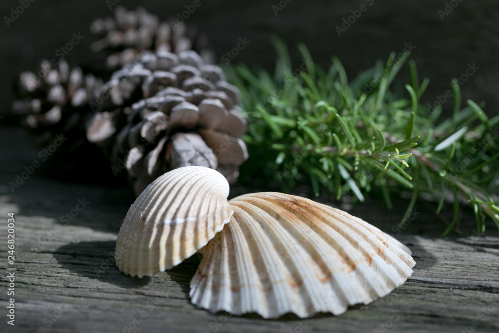 Nature elements on a wooden background Nature elements on a wooden background