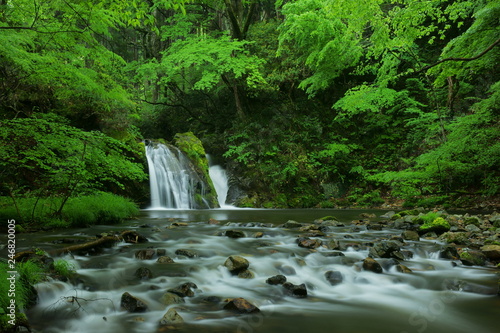 Fototapeta Naklejka Na Ścianę i Meble -  Mountain stream among the verdant forest in early summer