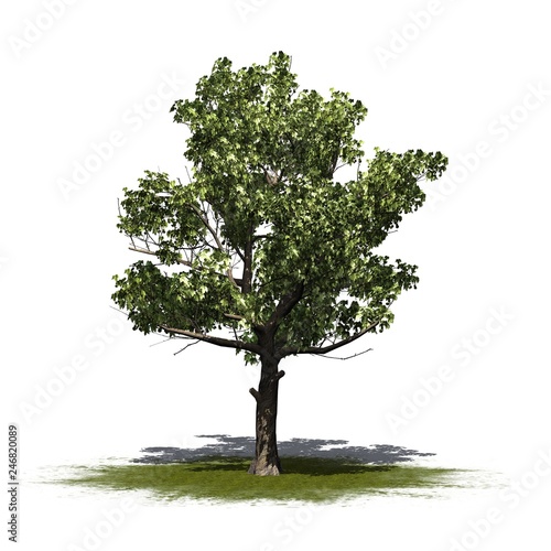 American Sycamore tree on a green area - isolated on white background