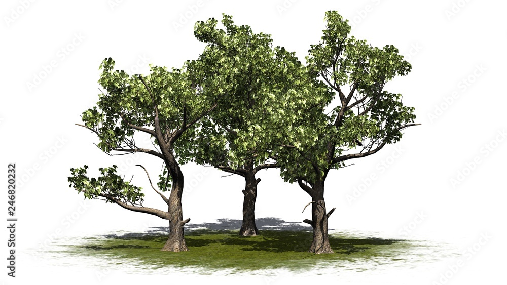 several American Sycamore trees on a green area - isolated on white background several American Sycamore trees on a green area - isolated on white background