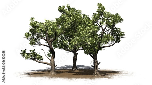 several American Sycamore trees on a sand area - isolated on white background