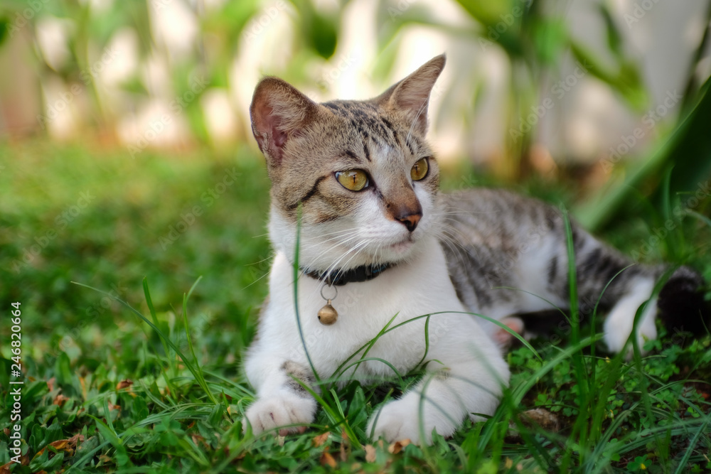Cat in grass (2)