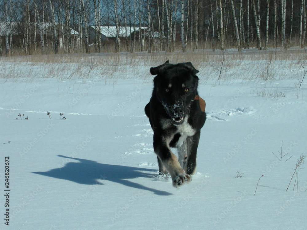 Naklejka premium Pies