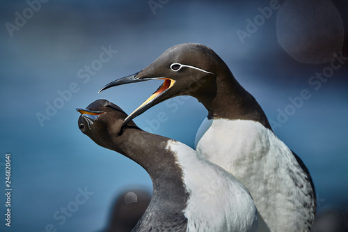 Photography Common guillemot Uria aalge, romantic scene from Norwai