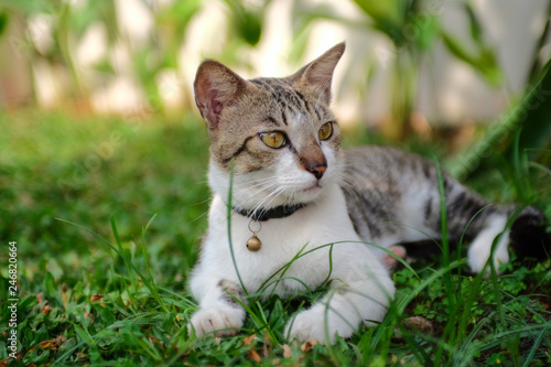 Wallpaper Mural Cat in grass (2) Torontodigital.ca