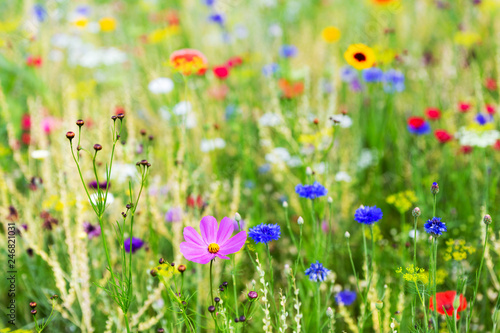 Hintergrund Wildblumen und Wildkräuter, Jahreszeit Frühling und Sommer
