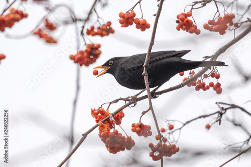 A blackbird sits on a branch and eats a red berry