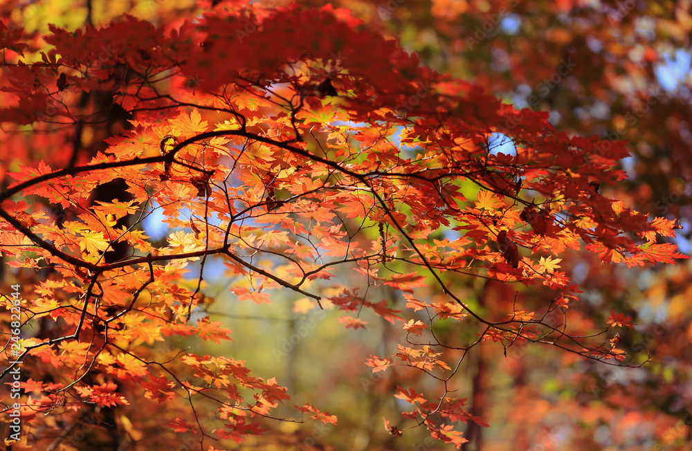 Autumnal forest, red maple tree leaves
