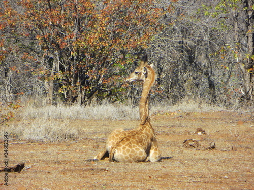 majestic giraffes