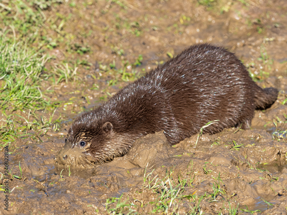 Young eurasian otter (Lutra lutra) cub Young eurasian otter (Lutra lutra) cub