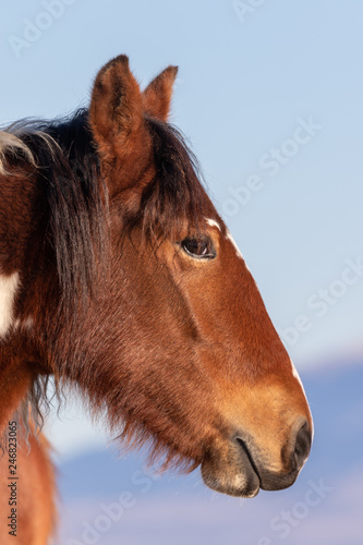 Beautiful Wild Horse Portrait