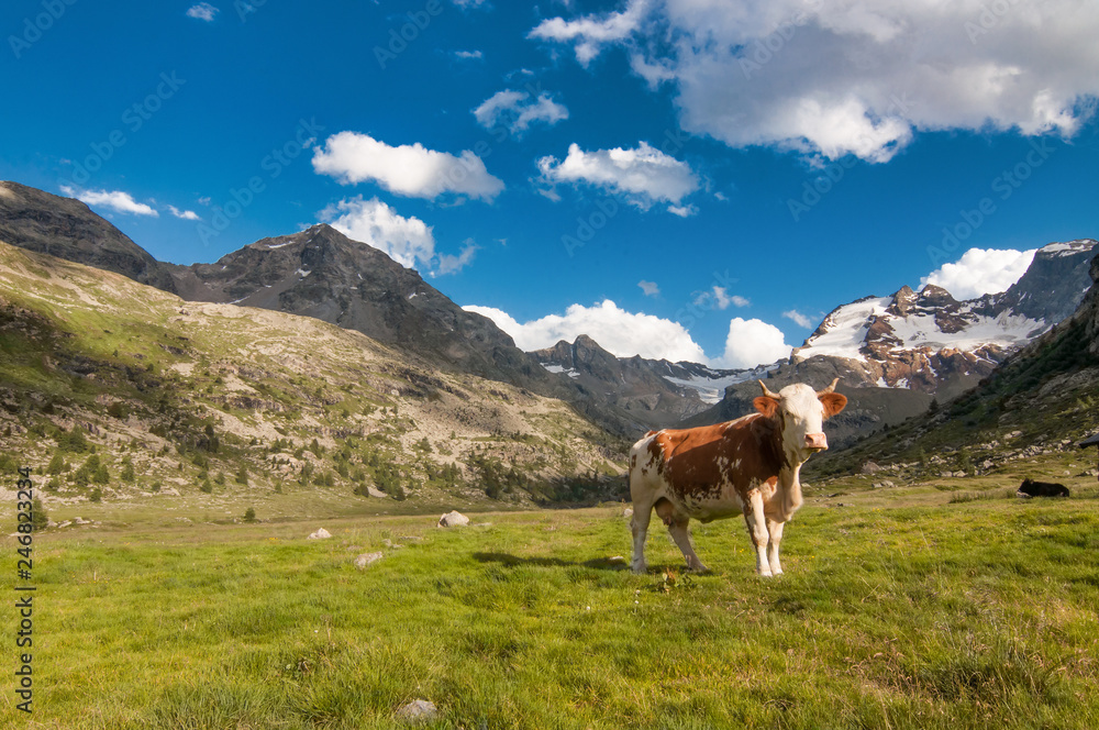 Lonely cow grazing on the italian alps