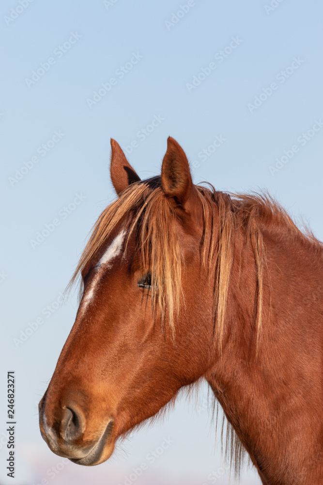 Fototapeta premium Beautiful Wild Horse Portrait