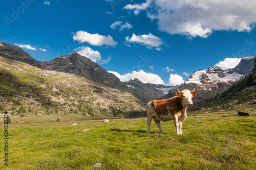 Lonely cow grazing on the italian alps © michelangeloop