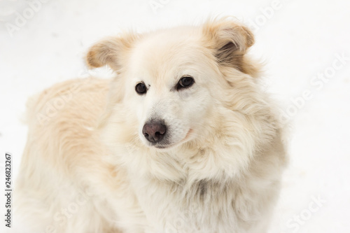 cute white dog sitting on the snow and looking at the camera © Елена Николаева