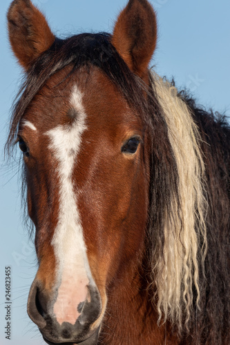Beautiful Wild Horse Portrait © natureguy